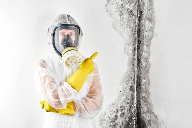 Best Water damage restoration mold remediation  in USA